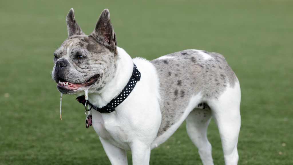 Excessive drooling in dogs occurs when the salivary glands work overtime or because of your dog's mouth shape.