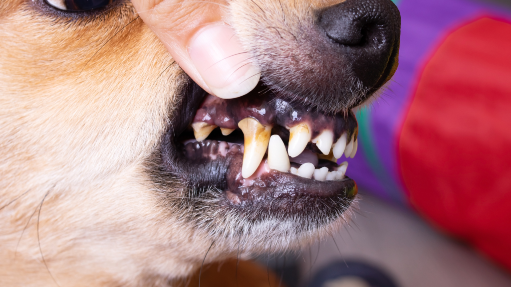 Dog drooling can be caused by a variety of factors.