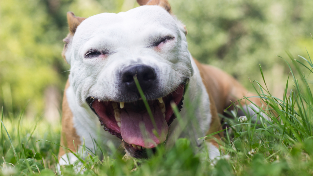 Dog drooling occurs when a dog produces excessive saliva and the excess saliva fills their mouth.