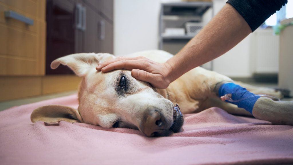Drooling dogs may be a problem when cooking dinner, and they can make you lose appetite gradually.
