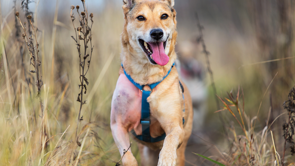 The site of other dogs may cause the salivary glands of some dogs to go into overdrive.