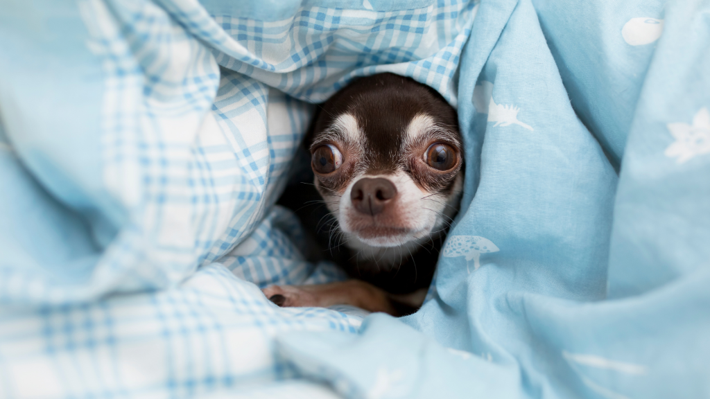 Excessive drooling in dogs can signal a serious health problem, dental disease, or heat stroke at times.
