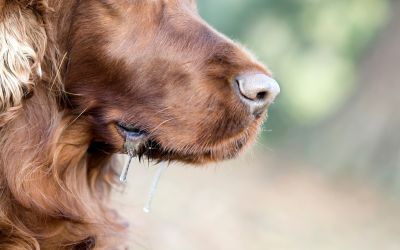 Why Is My Dog Drooling So Much?