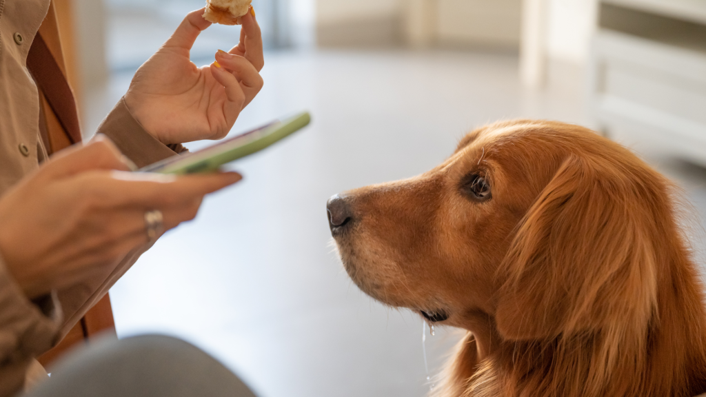 Excessive drooling in dogs may be a sign that your dog needs veterinary care.