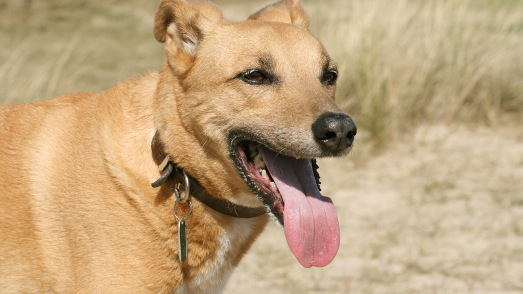 Esophageal or stomach problems may cause drooling in dogs.