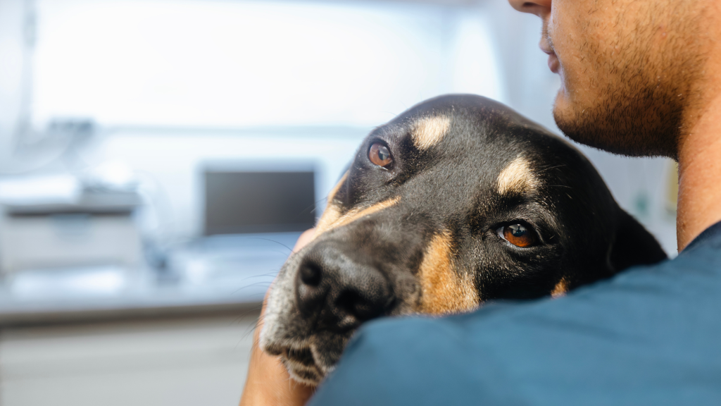 With some breeds, all those flapping jaws can send drool running down your dog's neck. .