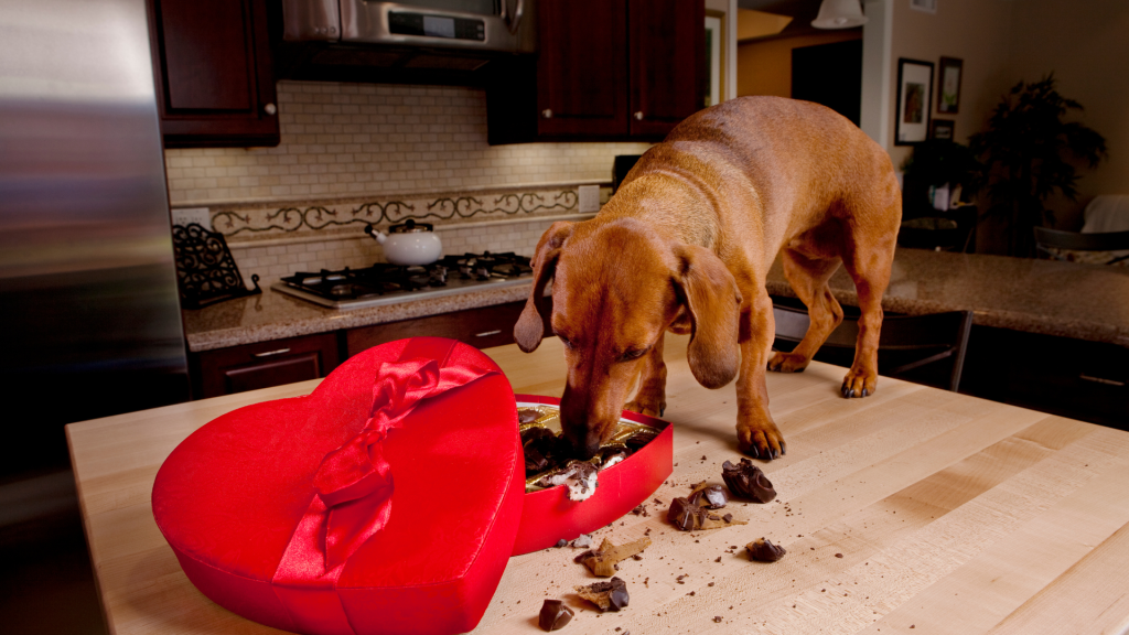 Drooling dogs (especially drooling breeds) may suffer from develop dental problems if tartar accumulation traps bacteria in the mouth.