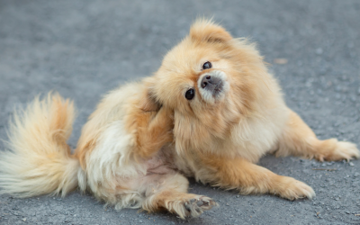 Why Is My Dog Scratching So Much?