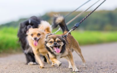 Seven Surprising Benefits of Structured Pack Walks