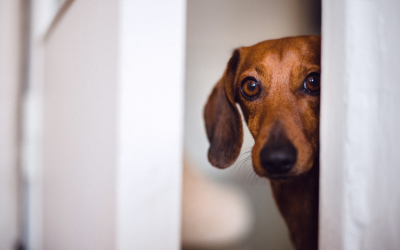Building Your Dog’s Confidence: A Guide for Shy or Nervous Pups
