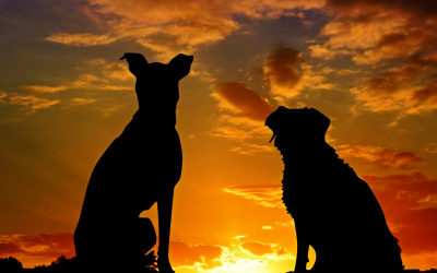 Managing Multi-Dog Households: 7 Tips for Reducing Stress & Fostering Harmony