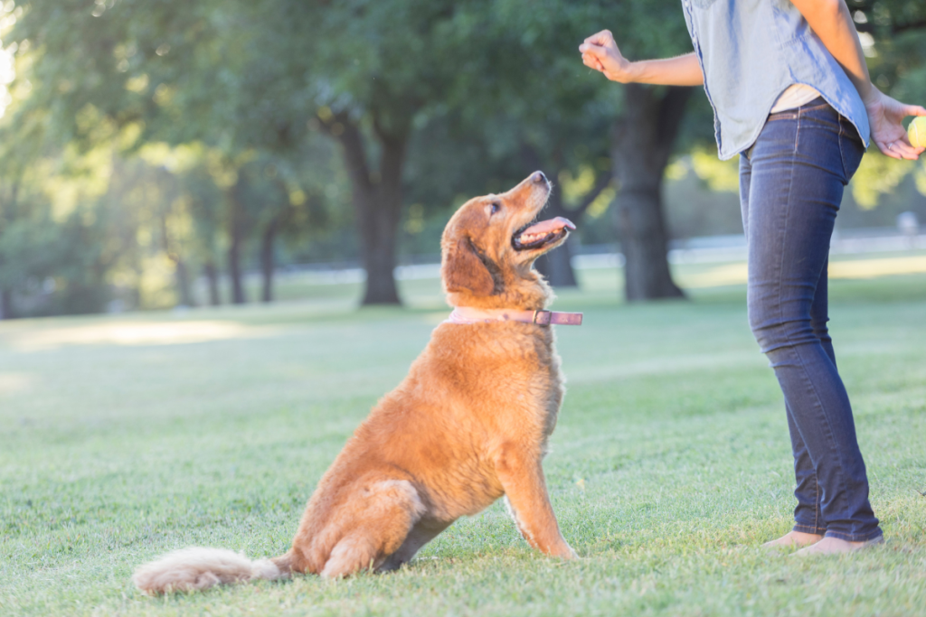 Training Helps Calm Dogs. 