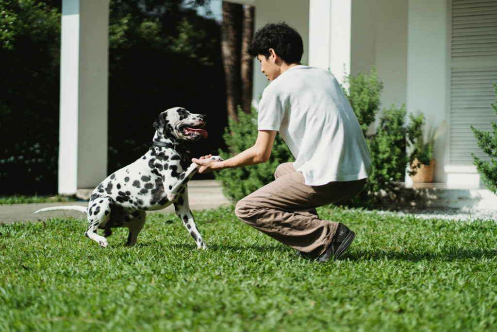 Training Helps Promote Canine Bonding