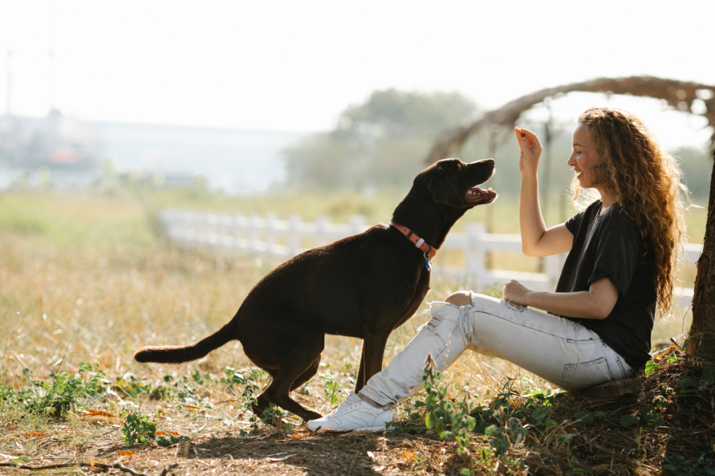 Training builds trust with your dog. 