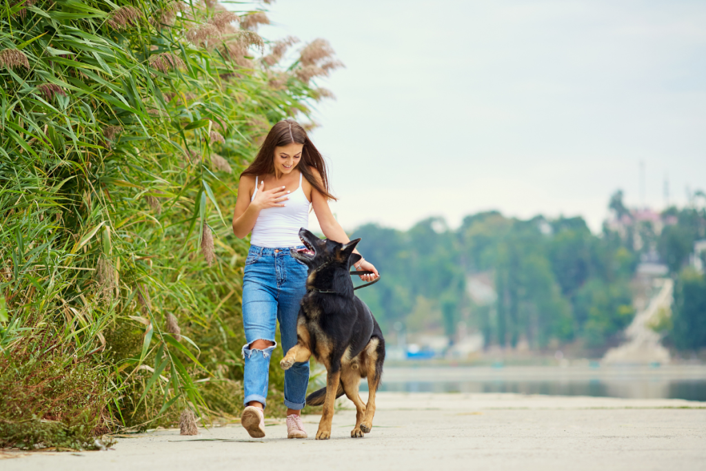 Training boosts your dog's confidence. 