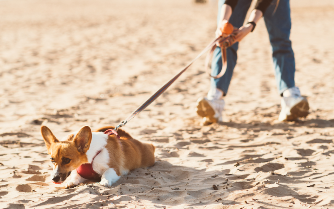 Leash-Pulling Isn’t Just Annoying — It Can Be Dangerous