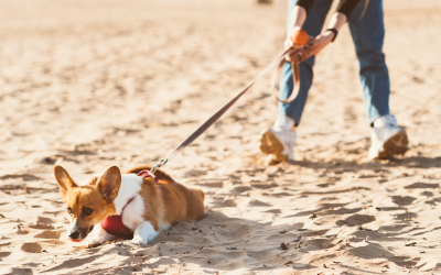 Leash-Pulling Isn’t Just Annoying — It Can Be Dangerous
