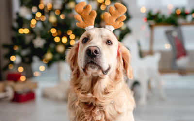 A 9-Point Dog Holiday Preparation Checklist: Are You Ready?
