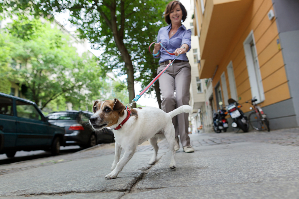 leash pulling is a common dog walking problem