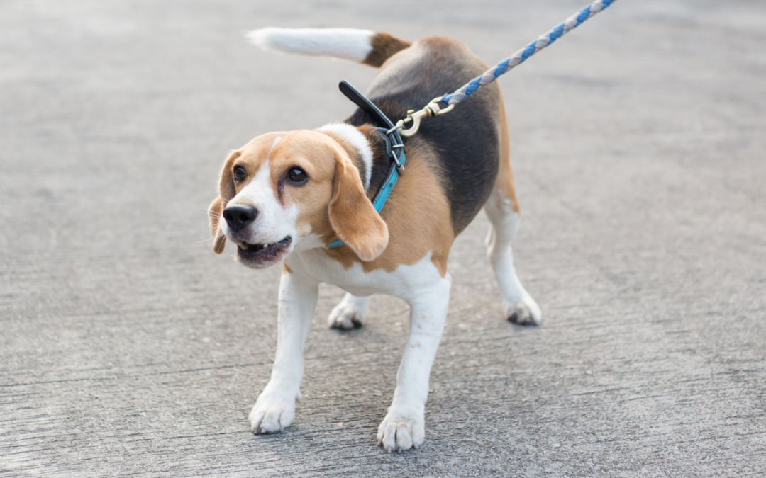 Common Dog Walking Problems & Solutions