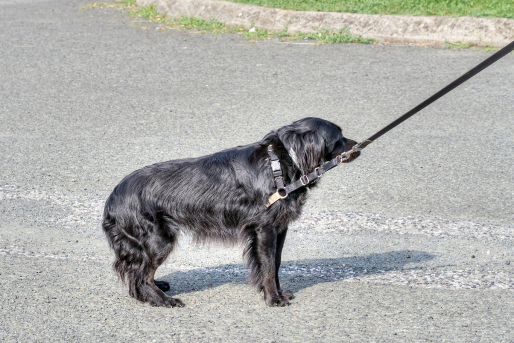 planting is a common dog walking problem