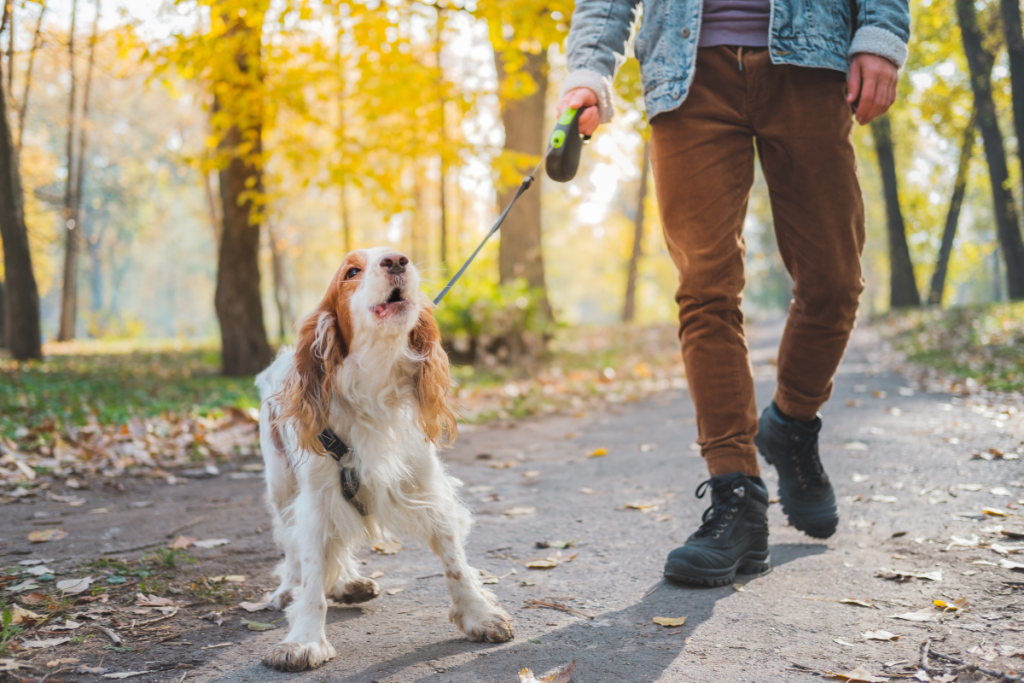 many dogs suffer reactivity during walks